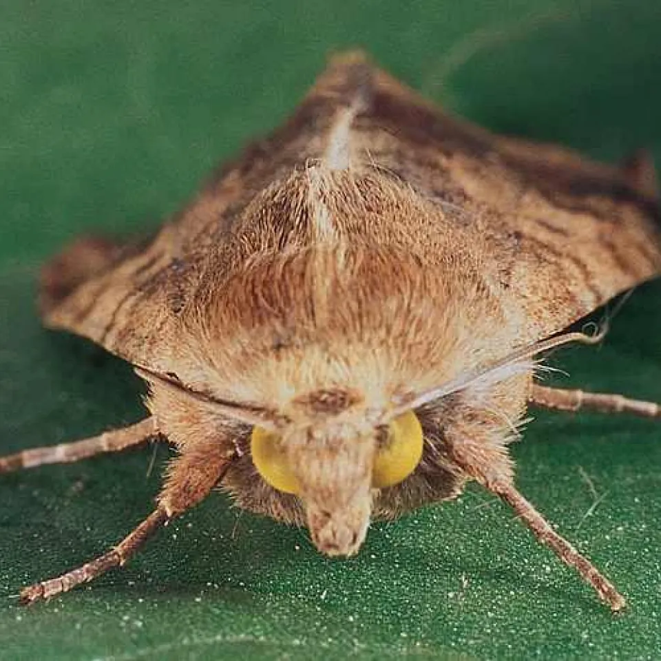 Tabak oder Tomaten – dem Baumwollkapselwurm schmeckt alles