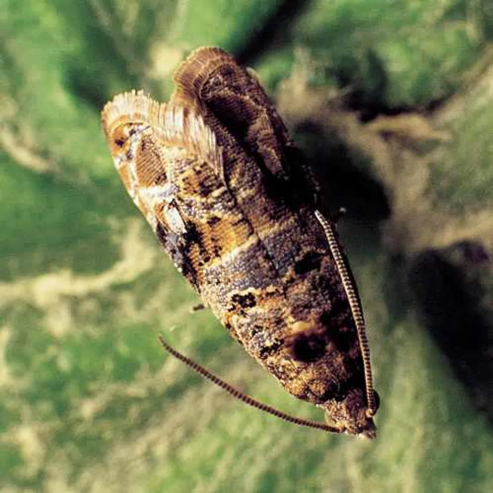 Druck im Weinberg – Falscher Mehltau und Traubenwickler gefährden Trauben