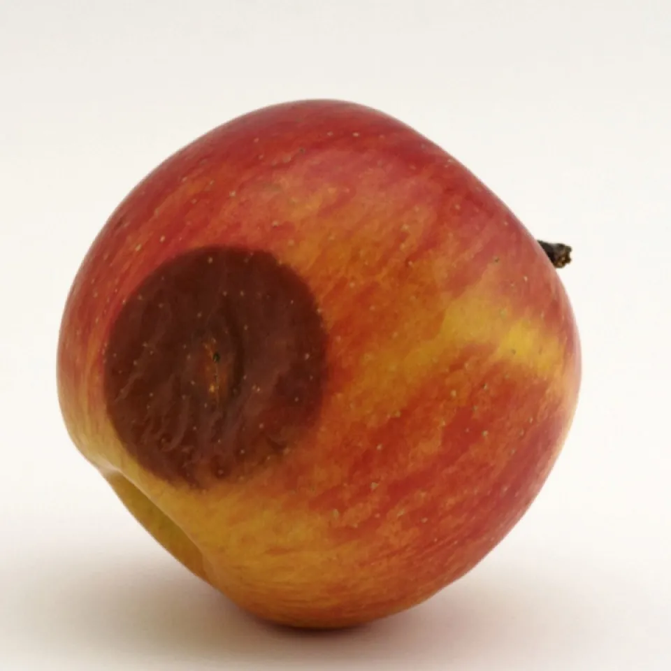 Vorsicht Pilzgift Patulin