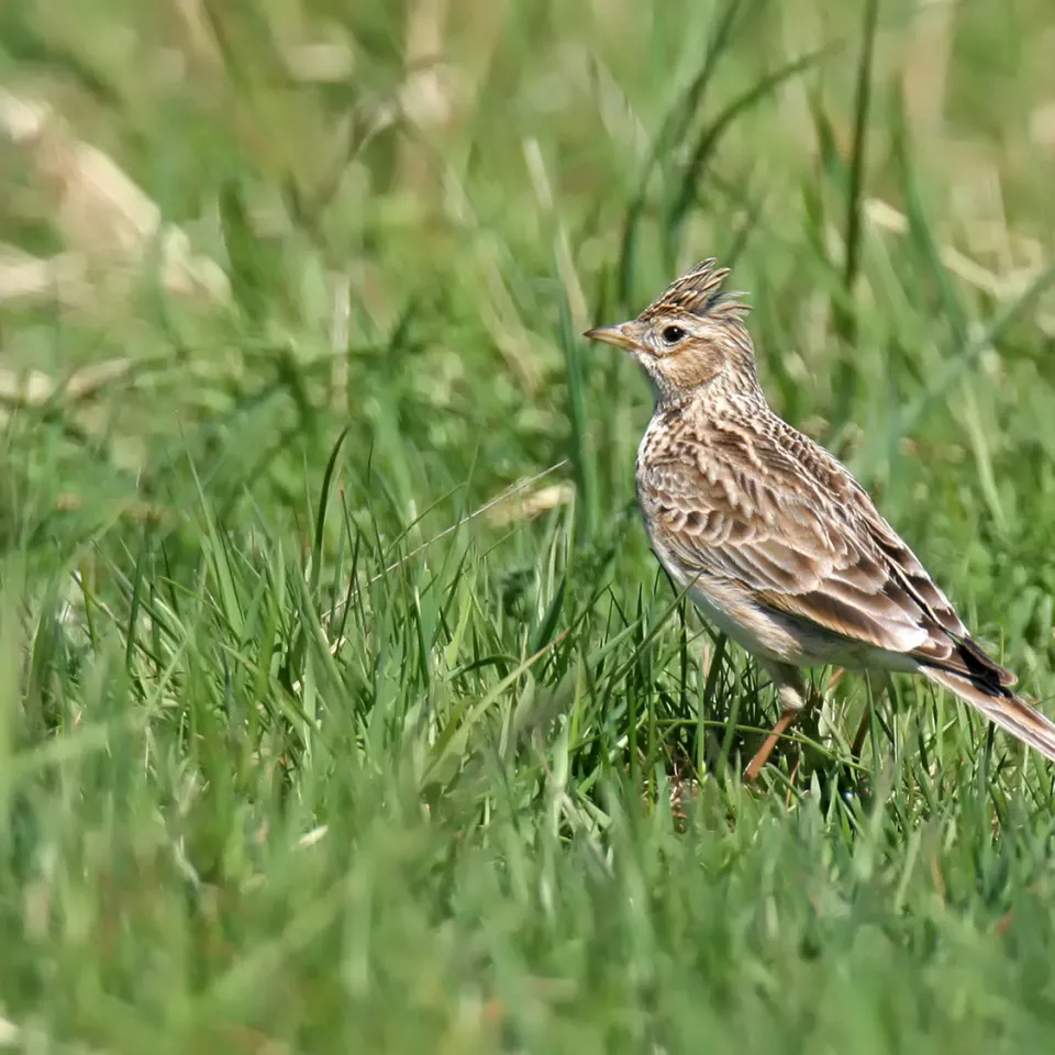 Willkommene Landebahnen für die Feldlerche im Getreide