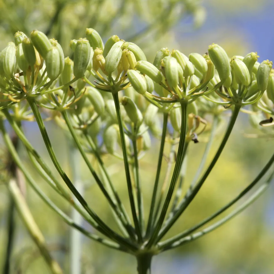 Vielseitiger Fenchel