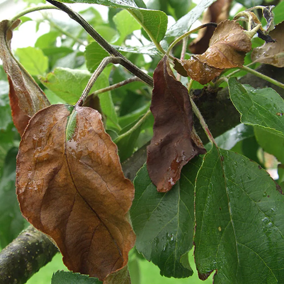 Feuerbrand auf dem Vormarsch – Gefahr für alle Kernobstbäume