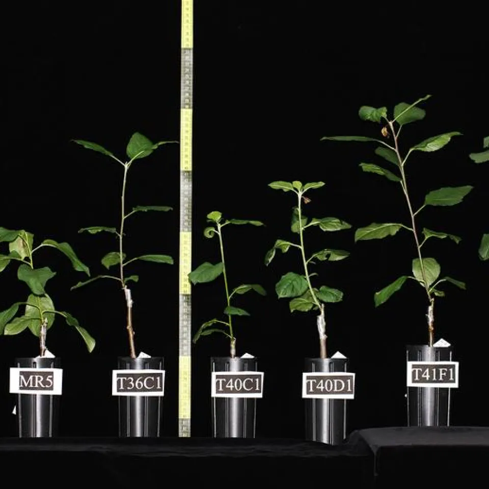 Feuerbrand – mit „künstlicher Infektion“ zum Erfolg