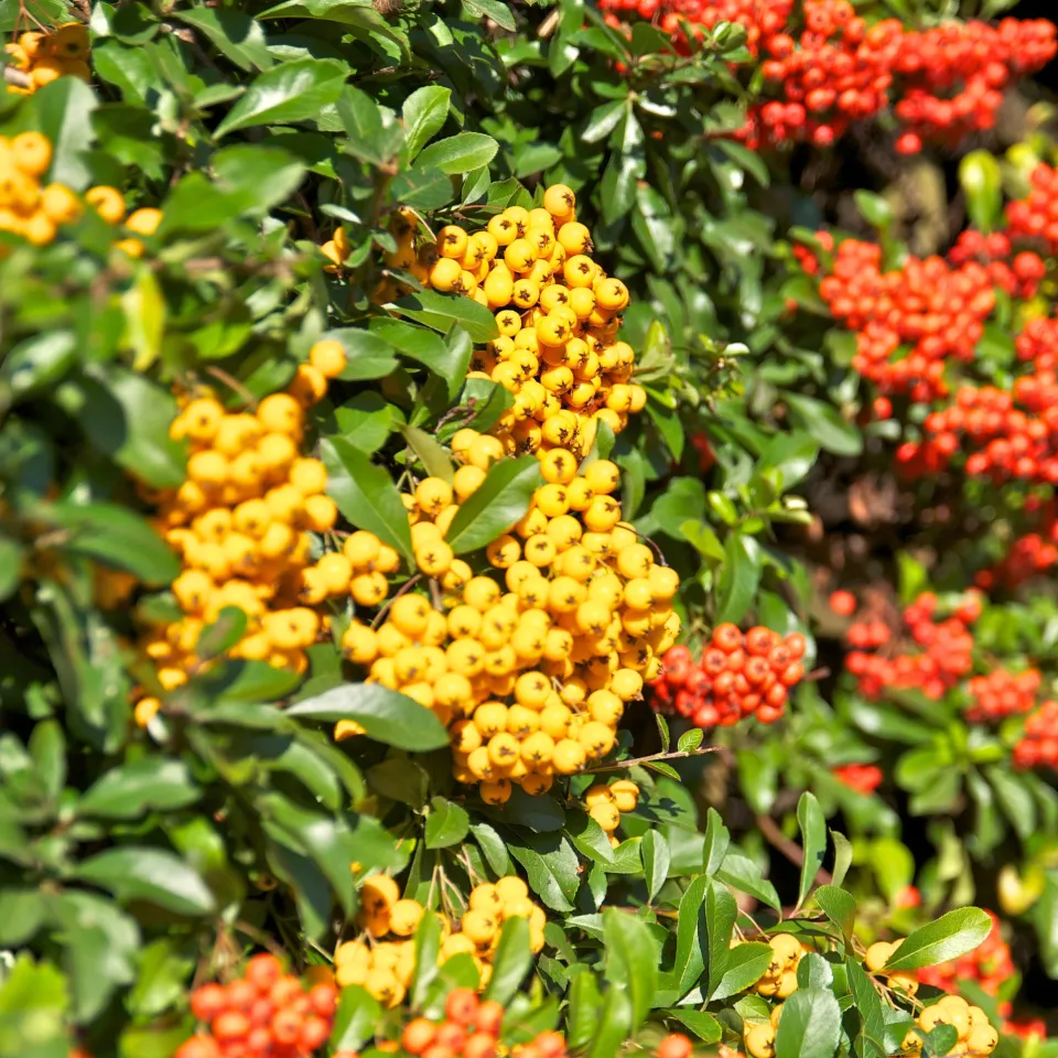 Hecken sind mehr als nur ein grüner Zaun