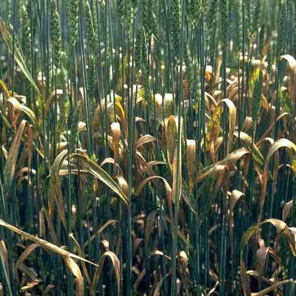 Pilze lassen Pflanzen „rosten“