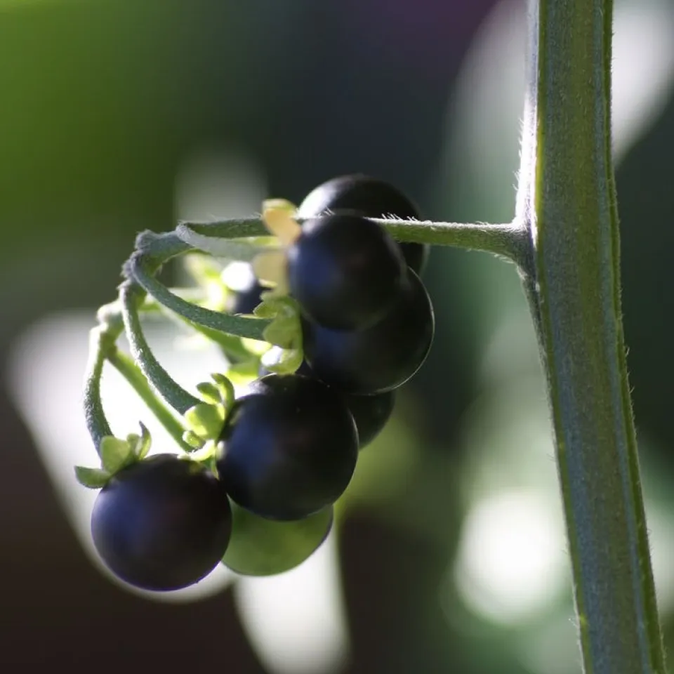 Vorsicht bei Schwarzem Nachtschatten