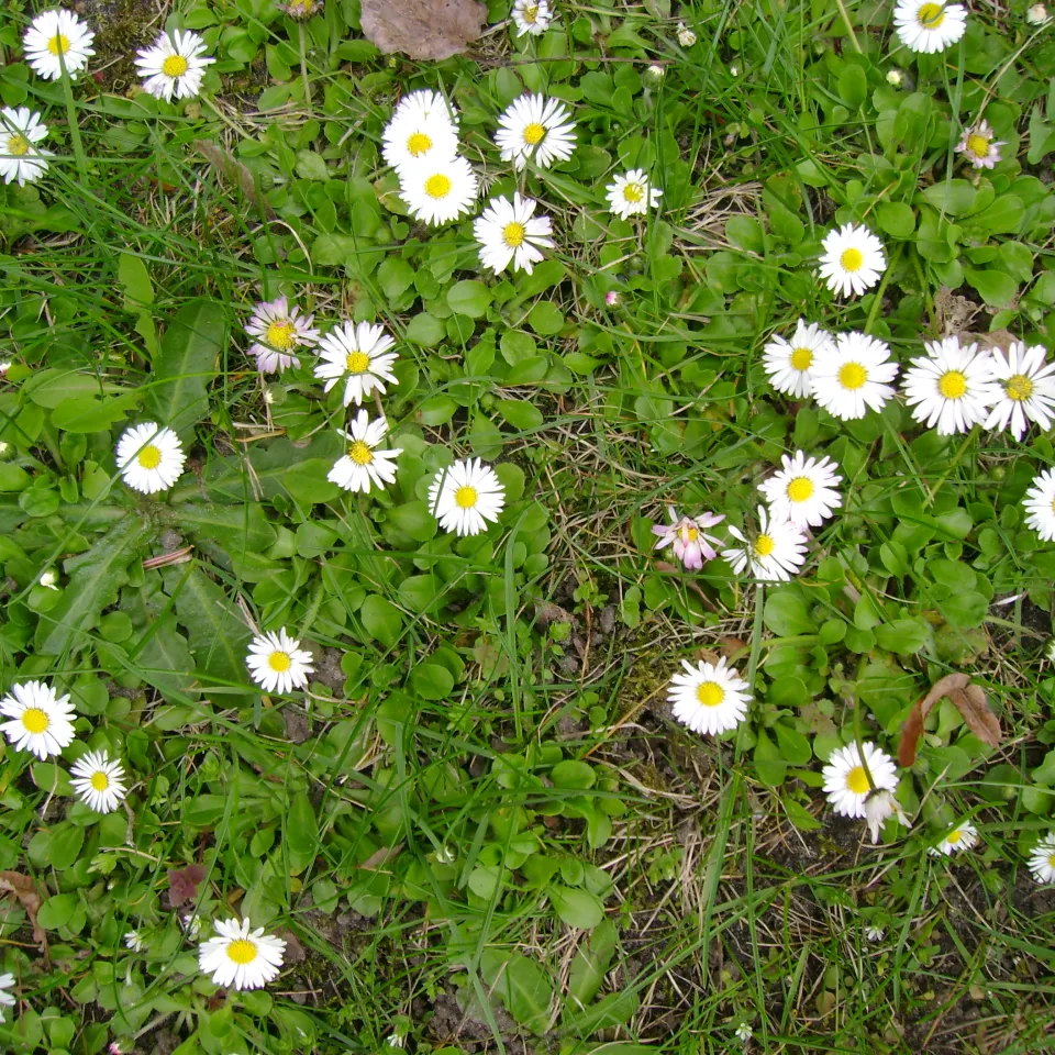 Unkraut oder "Wildkraut"?