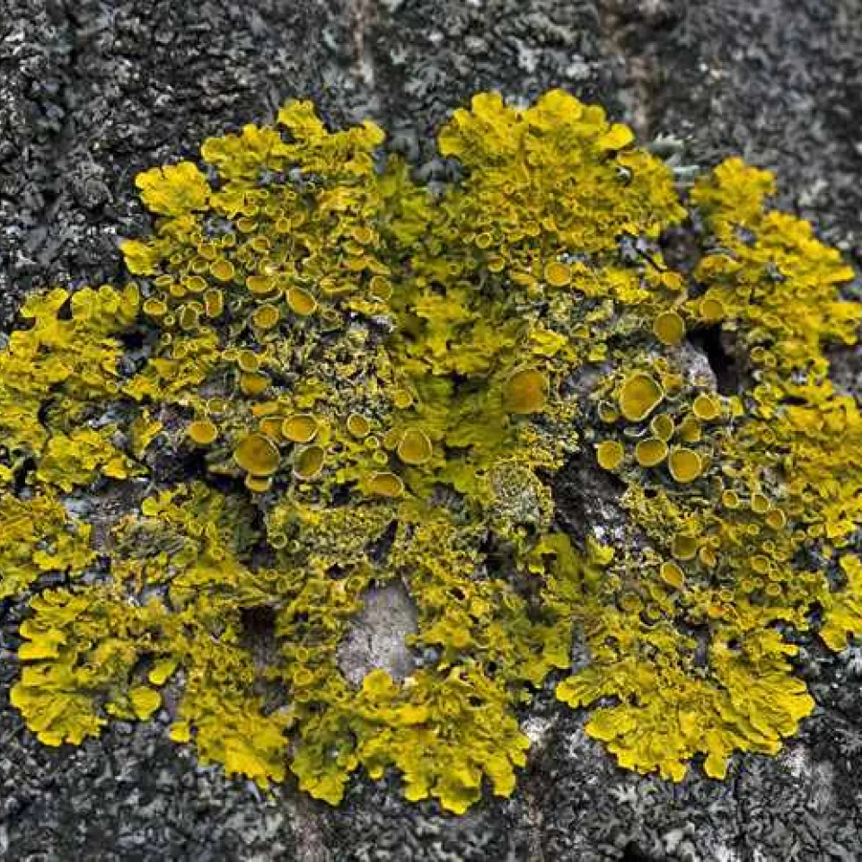 Flechten an Baumstämmen – die Symbiose aus Pilzen und Algen