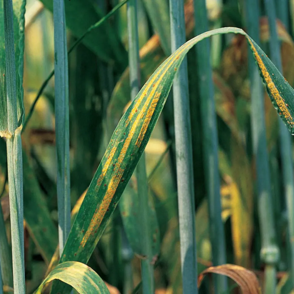 Gelbrost – Gefahr im Getreide