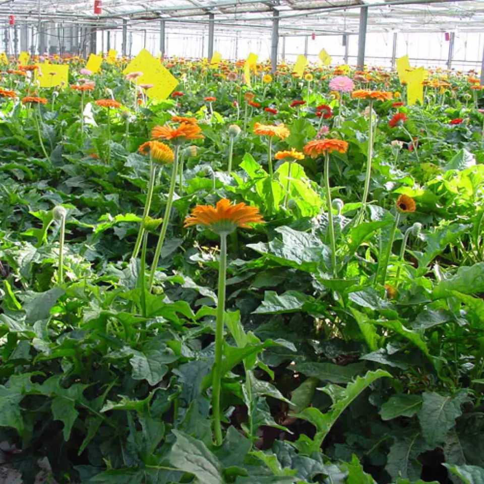 Resistente Schädlinge – was tun? 