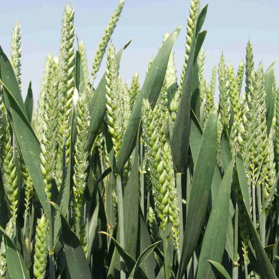 Genkarte des Weizens zu 95 Prozent entschlüsselt