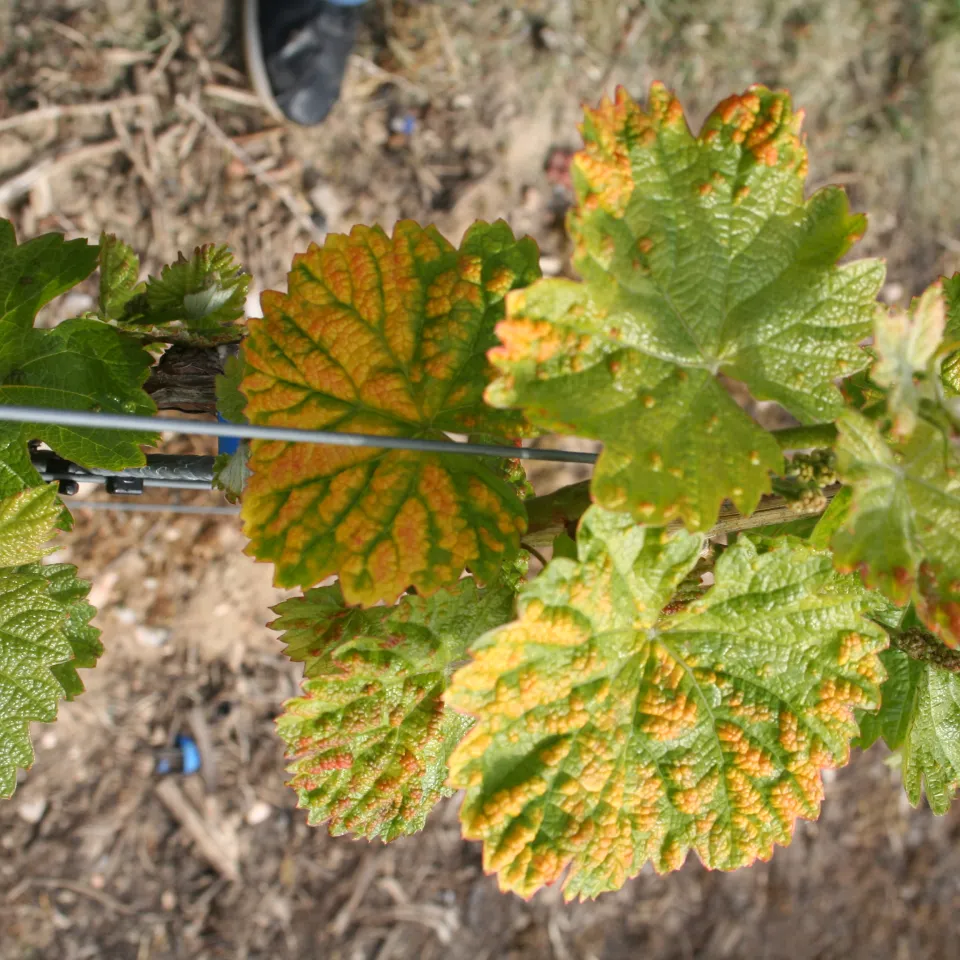 Impfschutz für Weinreben