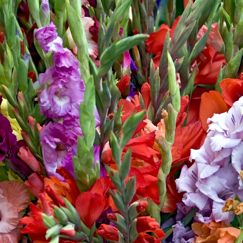 Nur gesunde Gladiolenknollen ins Winterlager bringen