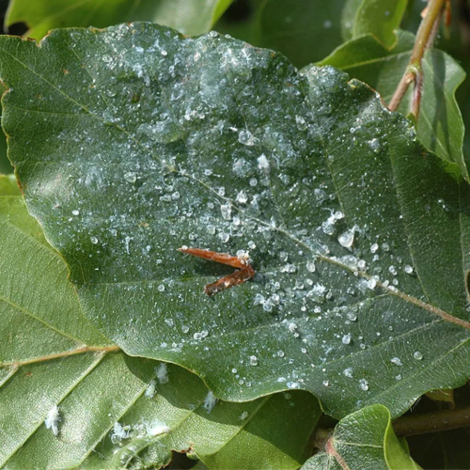 Honigtau – Lieblingsnahrung von Ameisen und anderen Insekten