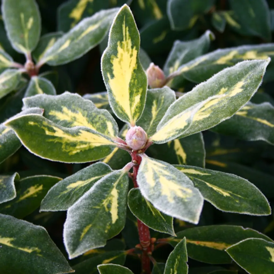 Frostschäden erkennen