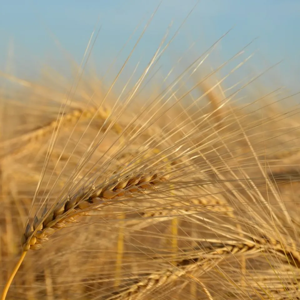 Reife Gerste läutet Getreideernte ein