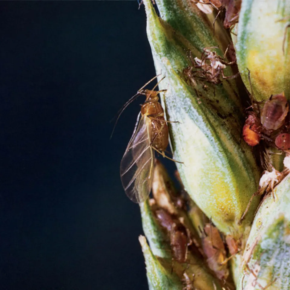 Blattlaus-Warnung für den Acker 