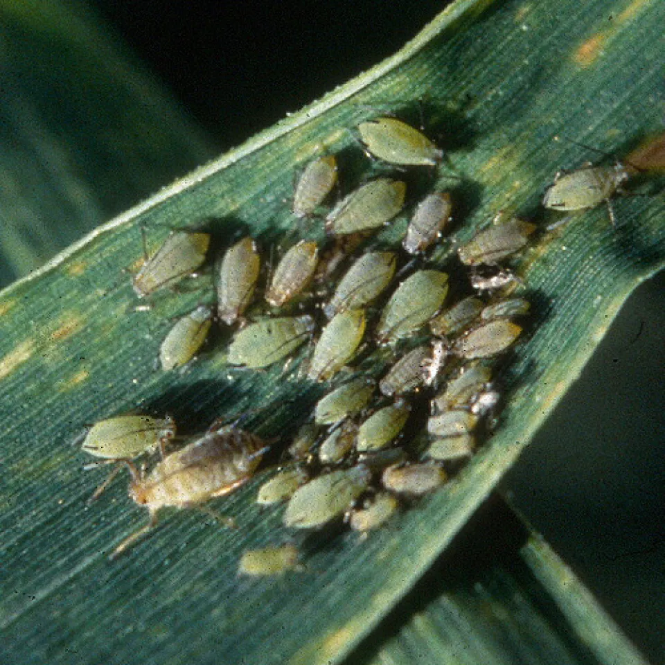 Milder Winter erfreut auch Viren, Pilze und Mäuse