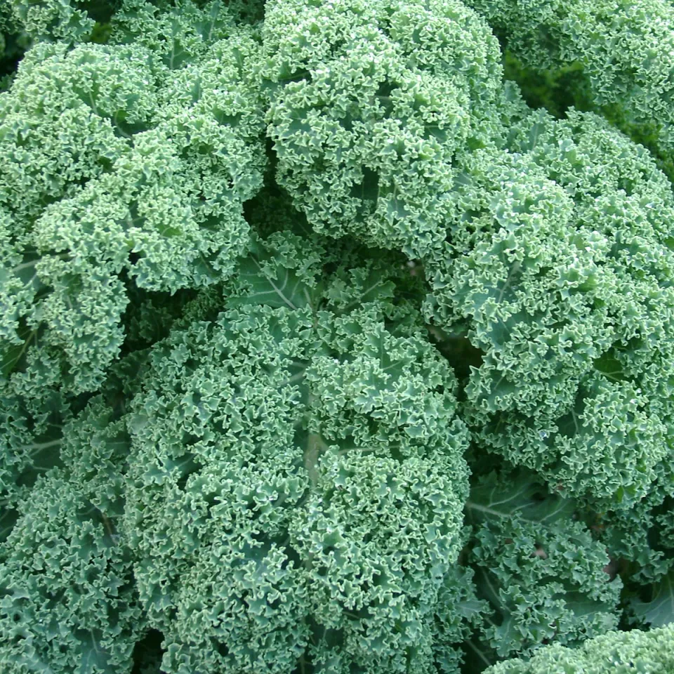 Wintergemüse will Kultstatus – der Grünkohl