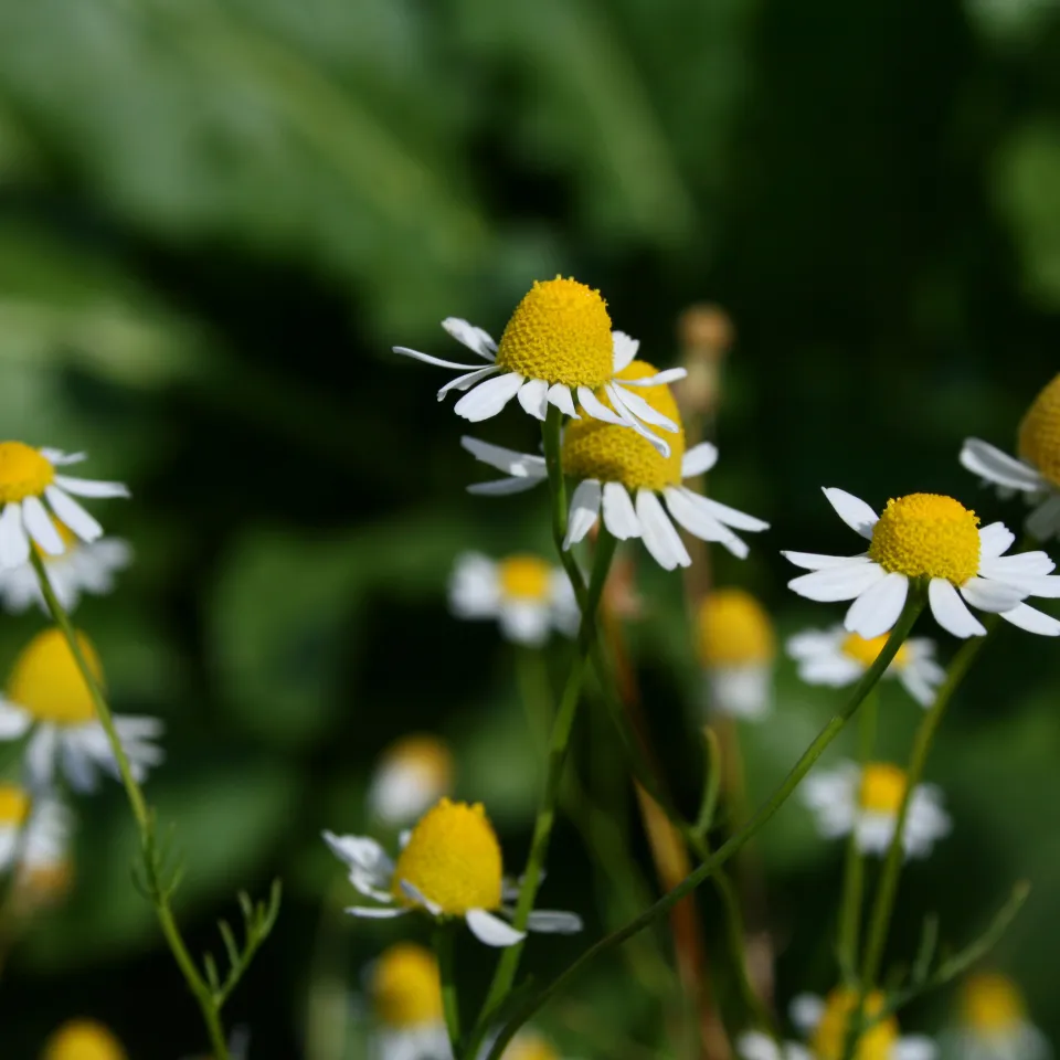 Arzneipflanzenanbau in Deutschland