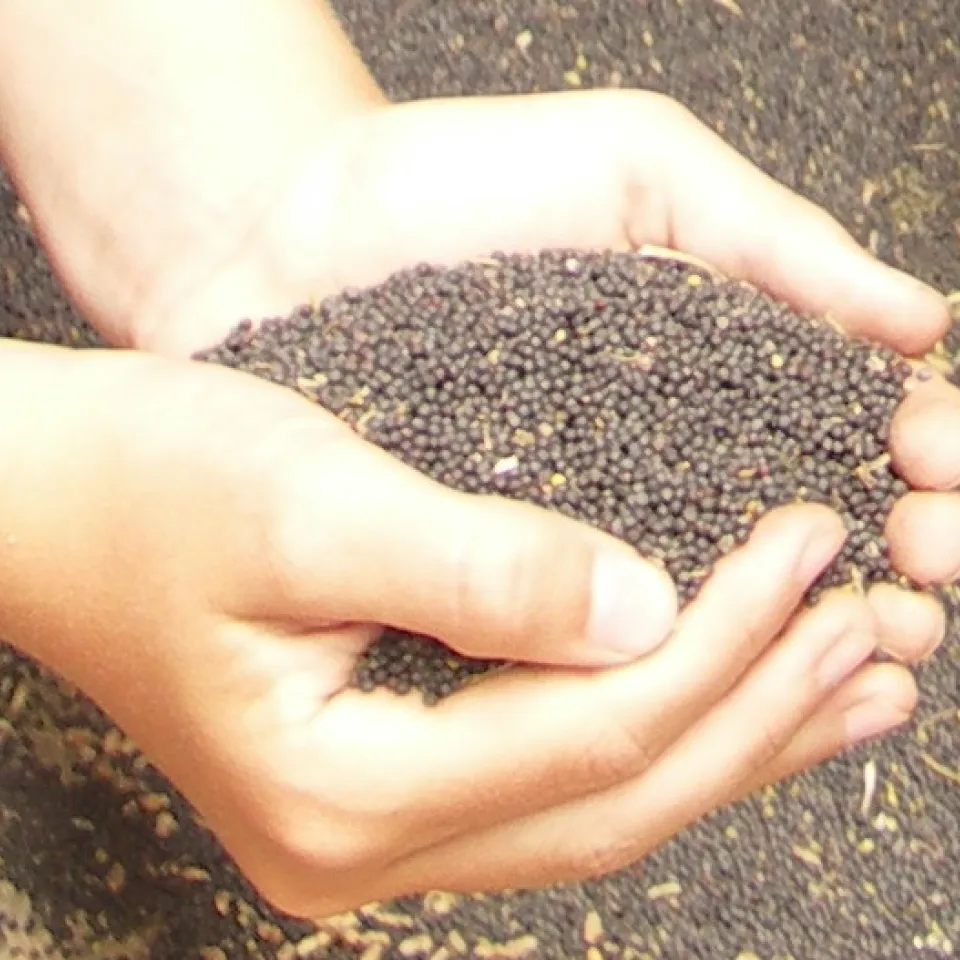 Vielseitig verwendbar: Raps als Rohstoff für Deutschlands beliebtestes Speiseöl, für Kraftstoff und Viehfutter