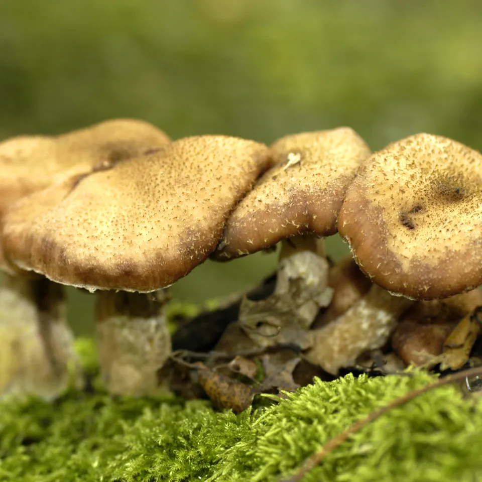 Hallimasch an Laub- und Nadelgehölzen