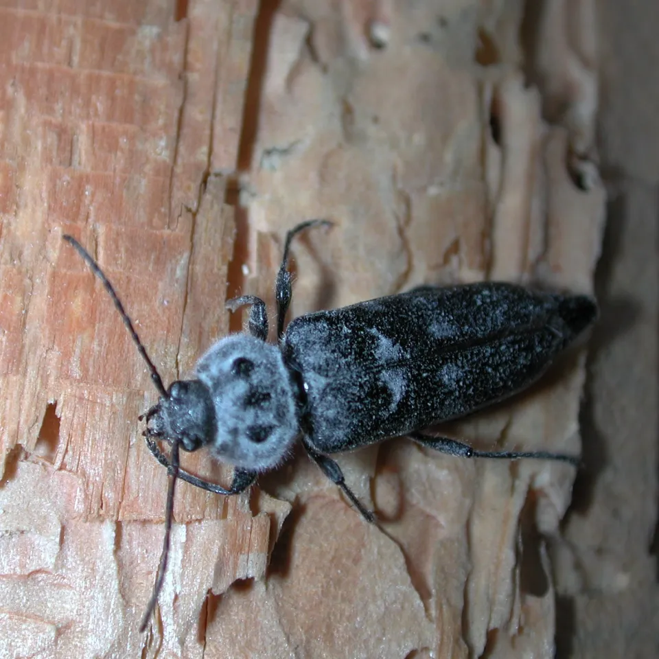 Holzwurm-Attacken schädigen historische Gebäude