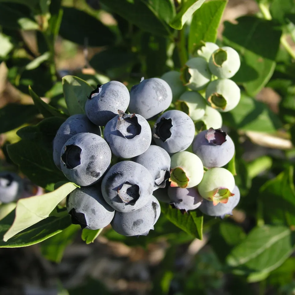 Süße Beeren lieben es sauer
