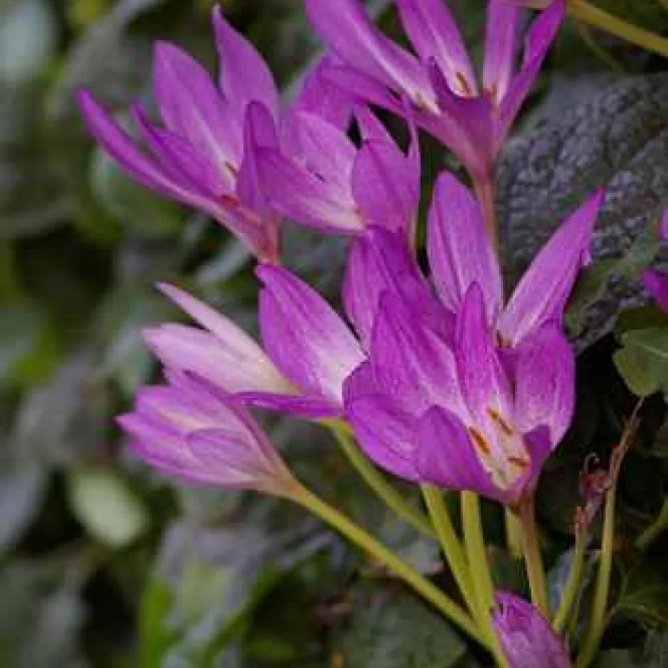 Die Herbstzeitlose ist die Giftpflanze des Jahres 2010