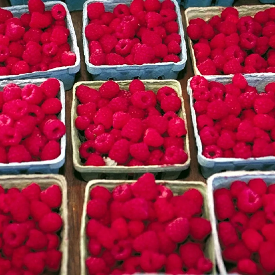 Himbeeren - aber bitte ohne "Fleischbeilage"