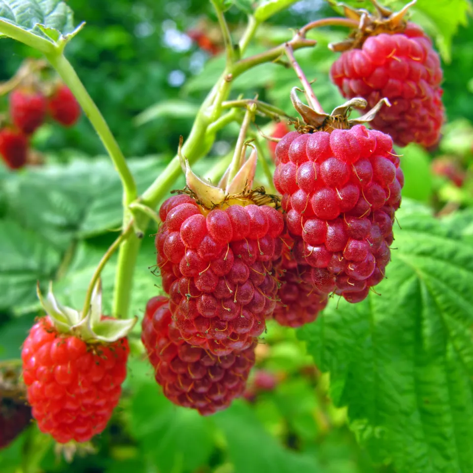 Blattläuse auf Johannisbeeren und Himbeeren