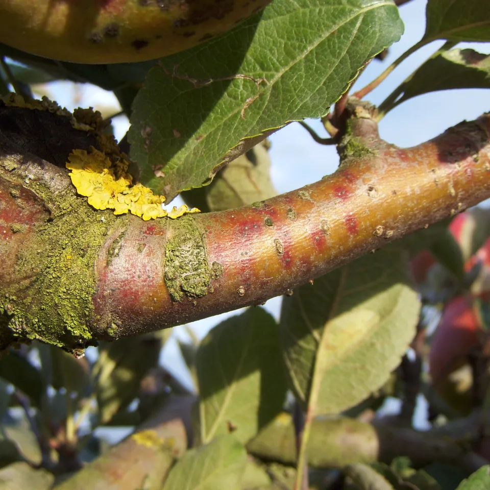 Sie ist klein, gelb und gefährlich: die San-José-Schildlaus