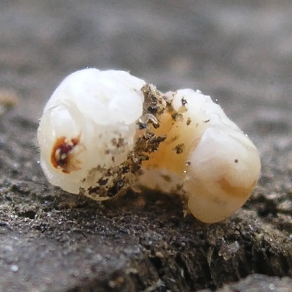 Ungebetene Kirchengäste: Holzwurm und Hausschwamm