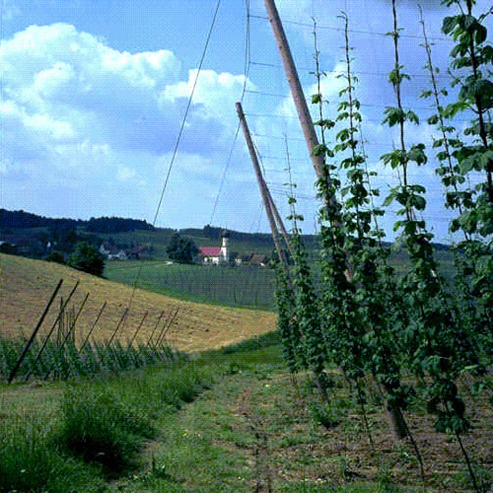 Hopfen - das grüne Gold der Hallertau