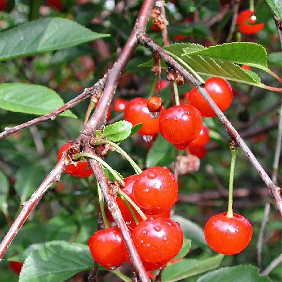 Genbanken erhalten unsere Obst-Vielfalt 