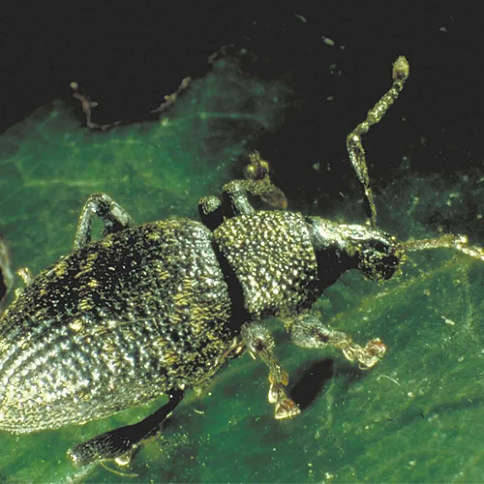 Dickmaulrüssler ärgern Hobby- und Erwerbsgärtner 