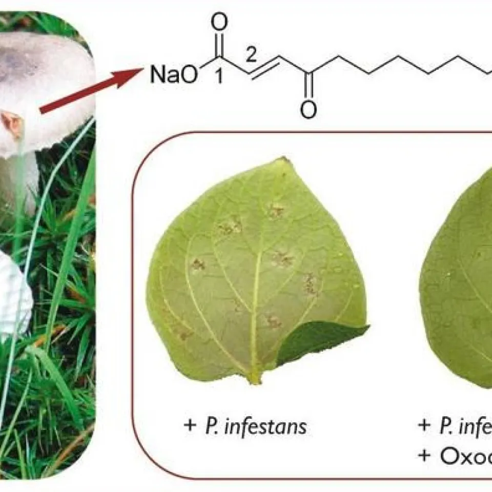 Phytophthora infestans: Lösung in Sicht 