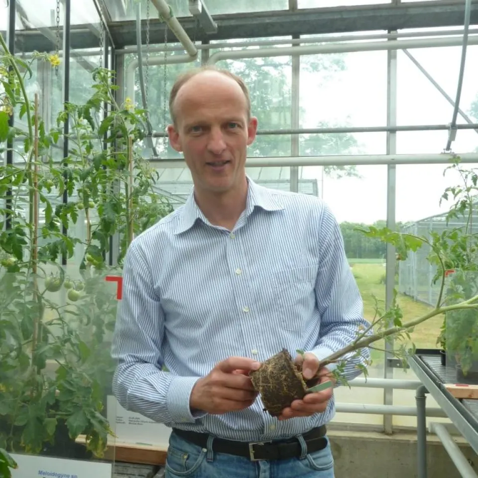 Fast unsichtbar: Nematoden im Gemüsegarten