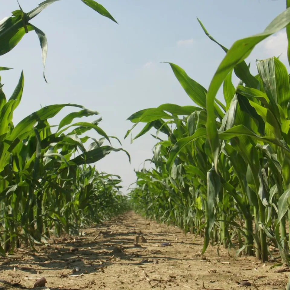 Unterfußdüngung: Service für die Pflanze