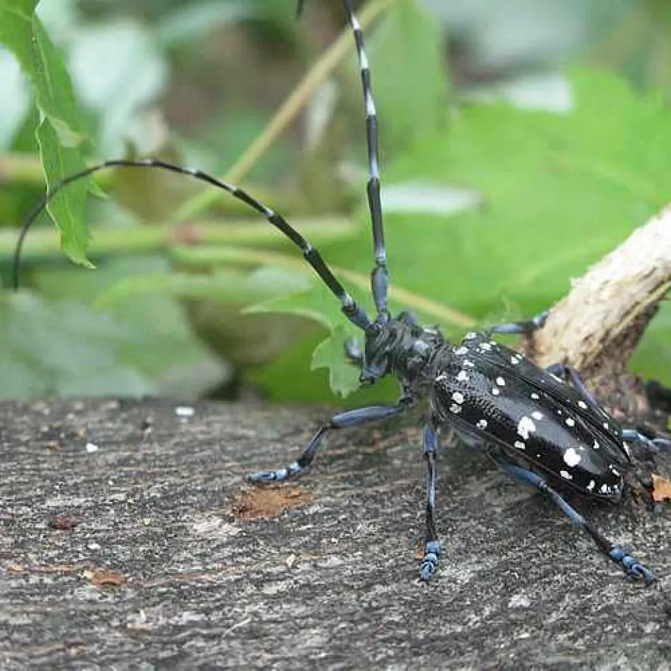 Jagd auf den Zitrusbockkäfer