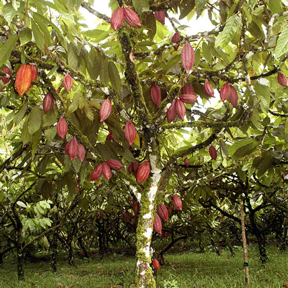 Kakao – begehrt bei Mensch und Schädling