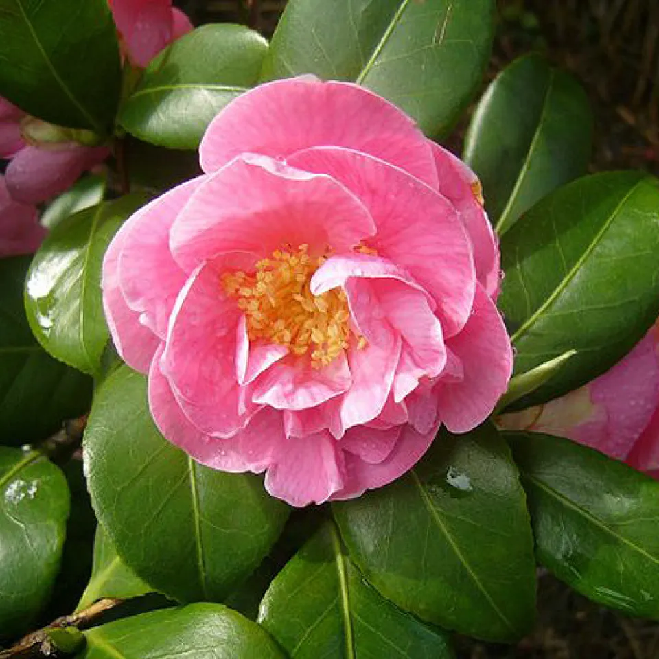 Zimmer- und Gartenpflanzen im Winter nicht vergessen! 