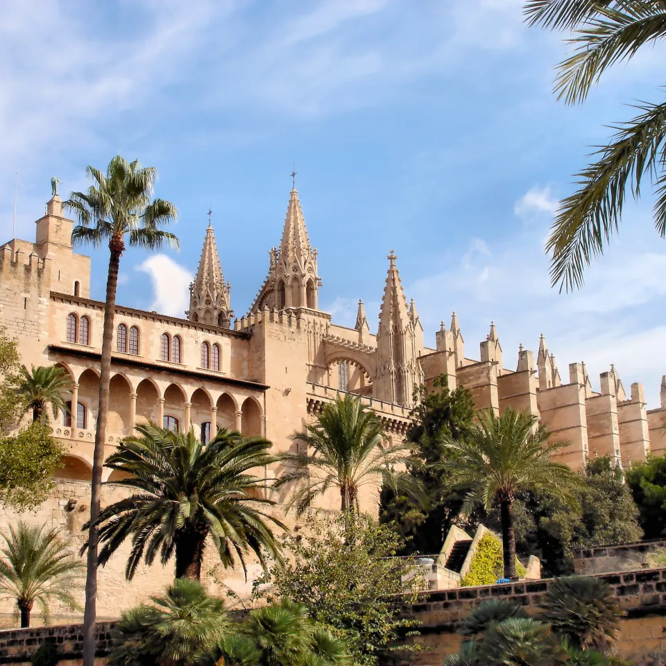 Mallorcas Palmen droht Kahlschlag: Der Palmenrüssler kennt kein Pardon