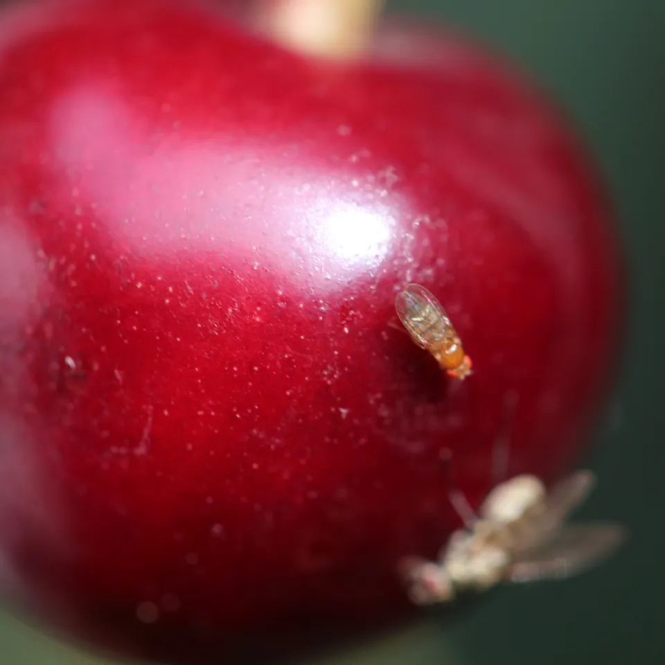 Kirschessigfliege – in diesem Jahr schlägt der Schädling richtig zu