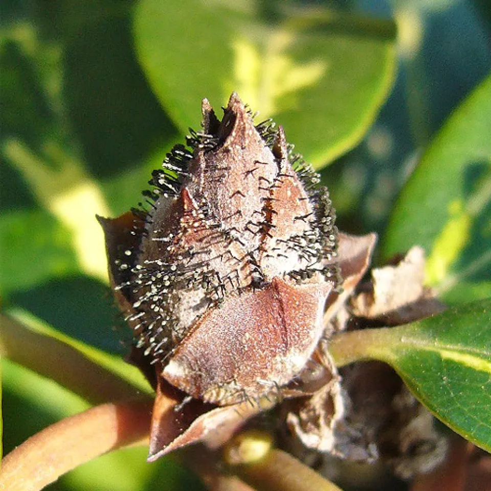 Rhododendron in Gefahr 