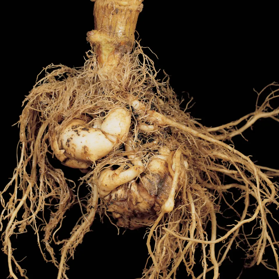 Gefahr aus dem Boden – Kohlhernie