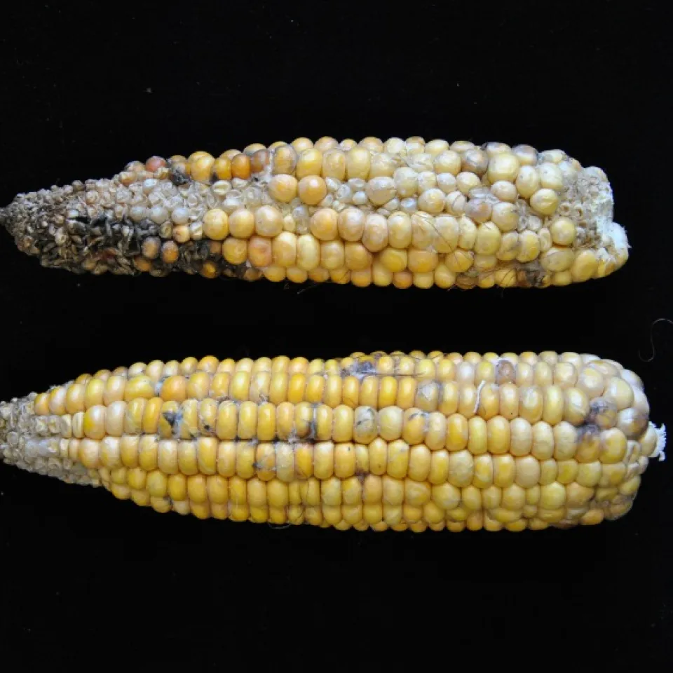 Pilzliche Krankheiten breiten sich im Mais aus