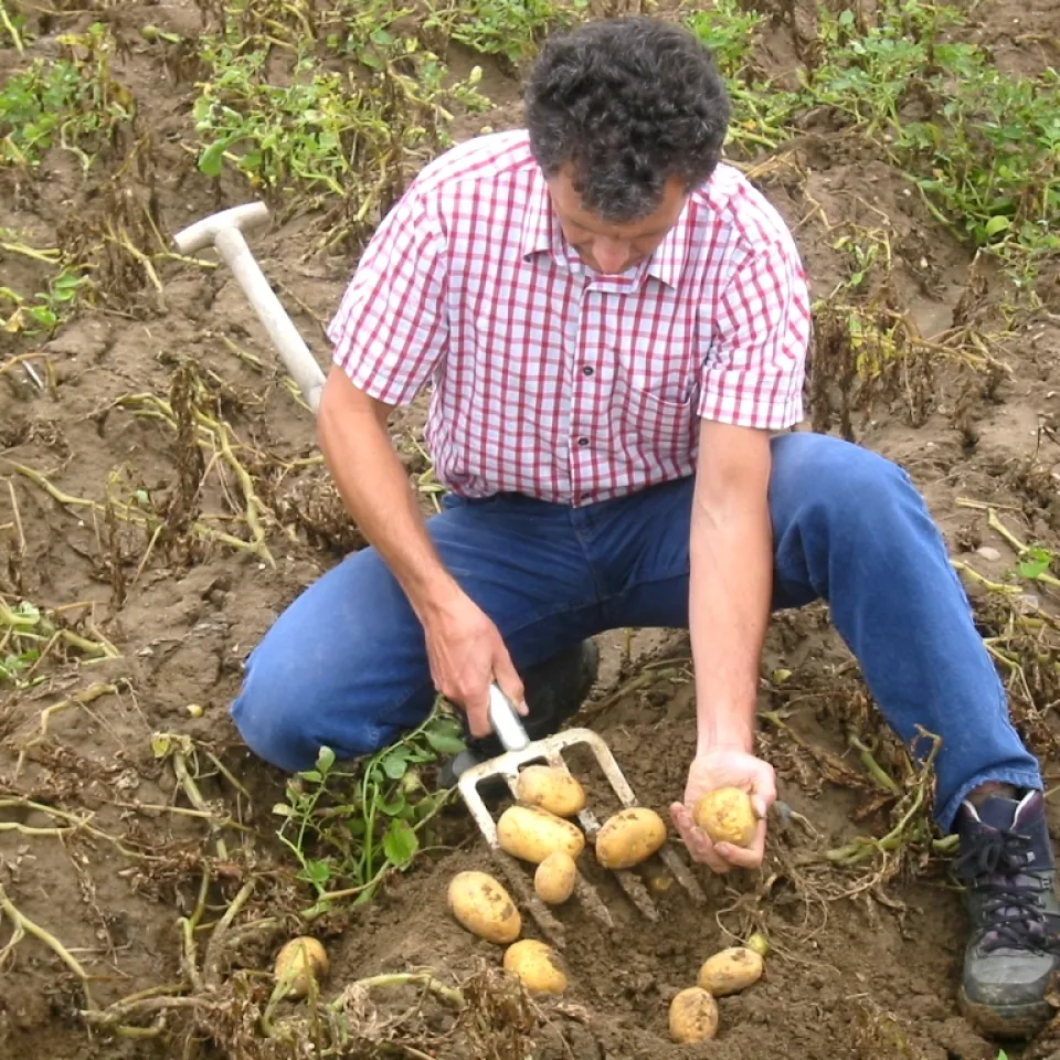 Die ganze Wahrheit über XXL-Kartoffeln