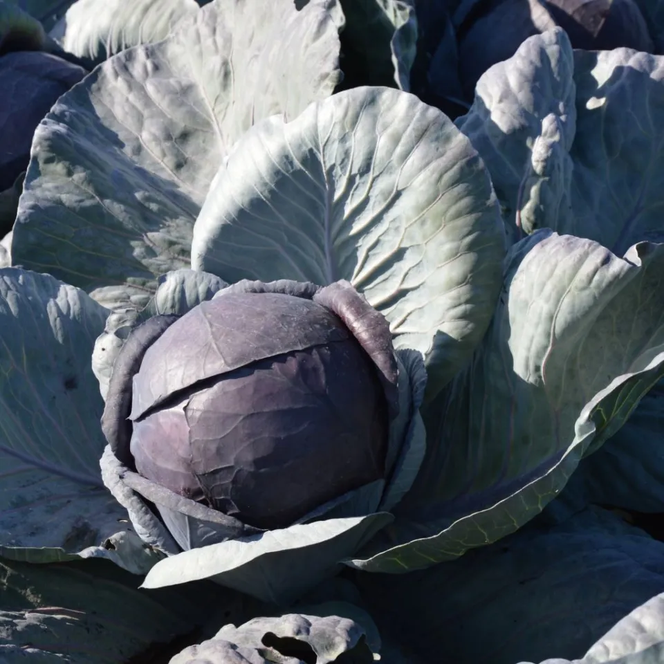 Rotkohl wird rot, wenn er sauer ist