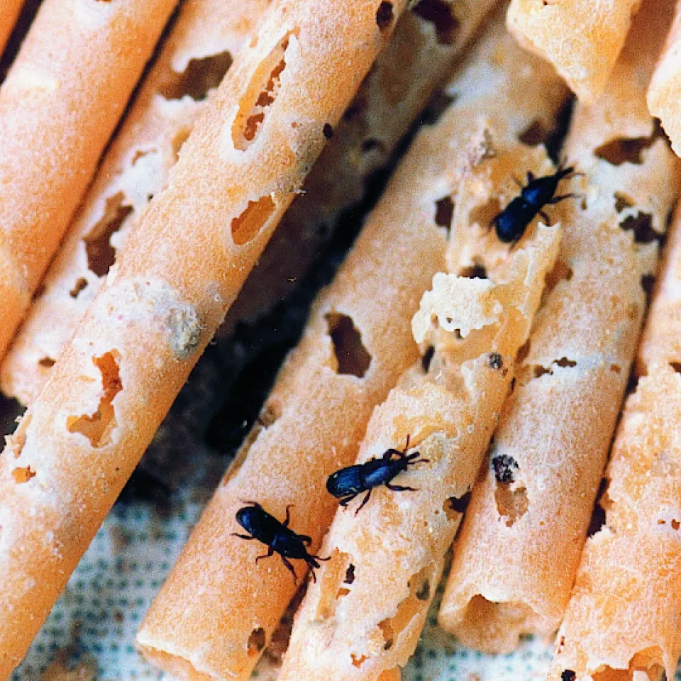 Vorratsschädlinge haben gute Zukunftsaussichten